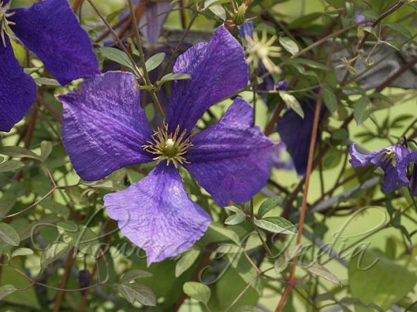 Jackman Clematis